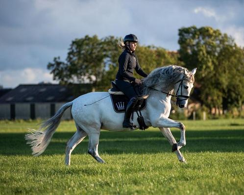 Sprookjespaard, 7 jarige spaanse ruin (PRE), Dieren en Toebehoren, Paarden, Ruin, 165 tot 170 cm, 7 tot 10 jaar, Dressuurpaard