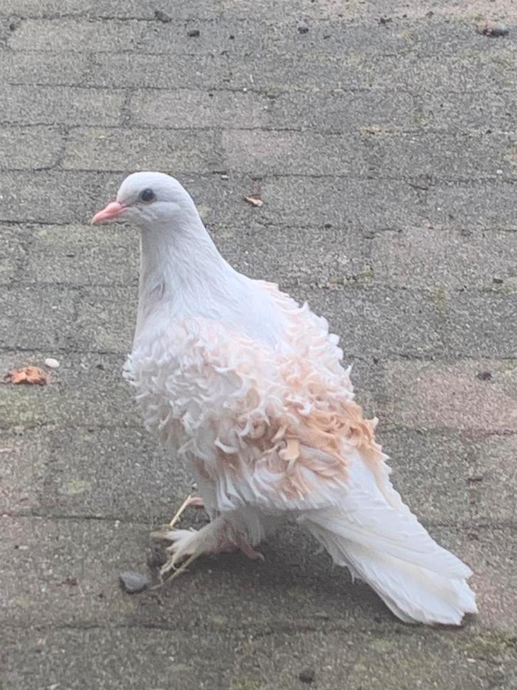 Krulduif duiven, Dieren en Toebehoren, Vogels | Duiven, Overige soorten, Meerdere dieren