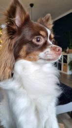Chihuahua x jack russell. Lees omschrijving!, Dieren en Toebehoren, Honden | Chihuahua's en Gezelschapshonden, Particulier, 1 tot 2 jaar
