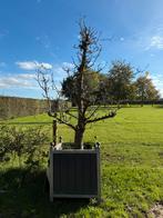 2 grote oude perenbomen in prof. Bakken, Tuin en Terras, In pot, Halfschaduw, Lente, 250 tot 400 cm