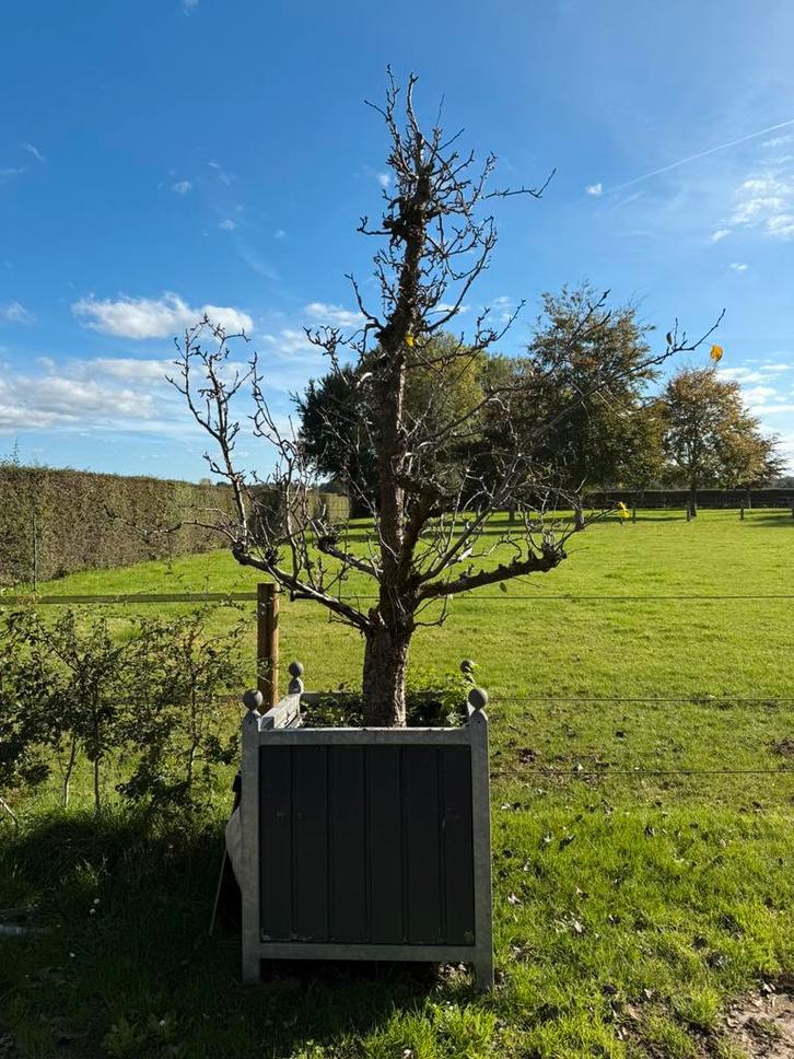 2 grote oude perenbomen in prof. Bakken, Tuin en Terras, Planten | Bomen, Overige soorten, 250 tot 400 cm, Halfschaduw, Lente