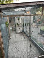 Kakariki’s €30,00 per vogel, Dieren en Toebehoren, Vogels | Parkieten en Papegaaien, Meerdere dieren, Parkiet, Geringd