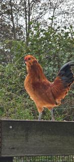Antwerpse baardkriel haan Gratis, Dieren en Toebehoren, Pluimvee, Mannelijk, Kip