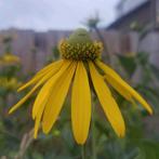 Rudbeckia laciniata, Ophalen of Verzenden, Volle zon