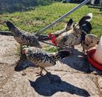 5x Hollandse kriel te koop, Dieren en Toebehoren, Pluimvee, Meerdere dieren, Kip