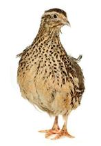 Japanse kwartels, Dieren en Toebehoren, Vogels | Overige Vogels, Meerdere dieren