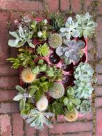 Mooi succulenten te koop, Huis en Inrichting, Kamerplanten, Ophalen, Overige soorten, Minder dan 100 cm