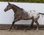 3 jr aparte joly spot x whitaker, Dieren en Toebehoren, Hengst, Springpaard, Gechipt, 0 tot 2 jaar