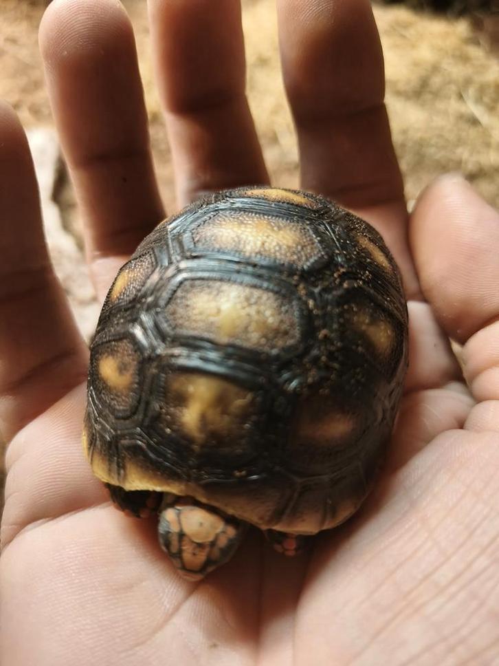 Kolenbrander schildpadjes, kolenbranderschildpad, jongen