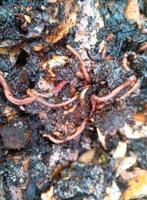 tijgerwormen en compostwormen of wormenpercolaat, Tuin en Terras, Aarde en Mest, Ophalen of Verzenden