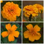 Zaden afrikaantje oranje - mix (enkel- en dubbelbloemig), Ophalen of Verzenden, Voorjaar, Volle zon, Zaad