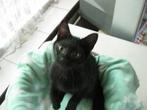 Kleine kittens, Meerdere dieren, Kortharig, 0 tot 2 jaar