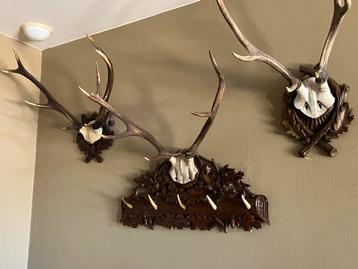 Herten Gewei kapstok beschikbaar voor biedingen