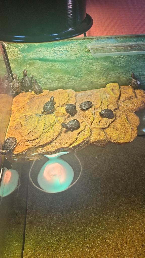 Muskusschildpad (Sternotherus odoratus)