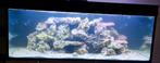 Gezocht* zoutwater vissen en koralen, zeeaquarium, Overige typen, Zoutwatervis