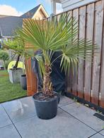 Palmboom trachycarpus fortunei, Tuin en Terras, Planten | Bomen, Ophalen, Volle zon, Palmboom, Minder dan 100 cm
