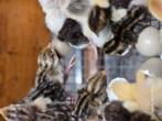 Californische kuifkwartel en chinese dwergkwartels kuikens r, Dieren en Toebehoren, Pluimvee, Meerdere dieren, Overige soorten