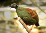 Gezocht roul-roul hen, Dieren en Toebehoren, Vogels | Overige Vogels, Vrouwelijk, Tropenvogel