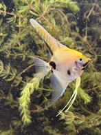 4 maanvissen, Dieren en Toebehoren, Vissen | Aquariumvissen, Vis