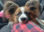 Papillon vlinderhondje met stamboom dekreu getest, Reu, CDV (hondenziekte), 1 tot 2 jaar, Meerdere