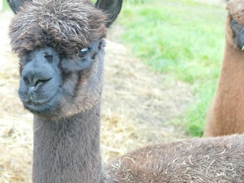 Rustige alpacamerrie te koop wegens inkrimping hobby, Dieren en Toebehoren, Overige Dieren, Vrouwelijk, Voor 1 juli 2024
