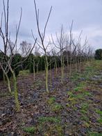 Walnotenbomen Axel, Tuin en Terras, Overige soorten, Ophalen, 250 cm of meer