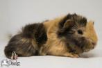 Choco buff lux wit (california choco?) peruvian cavia, Dieren en Toebehoren, Cavia, Mannelijk, December, Tam