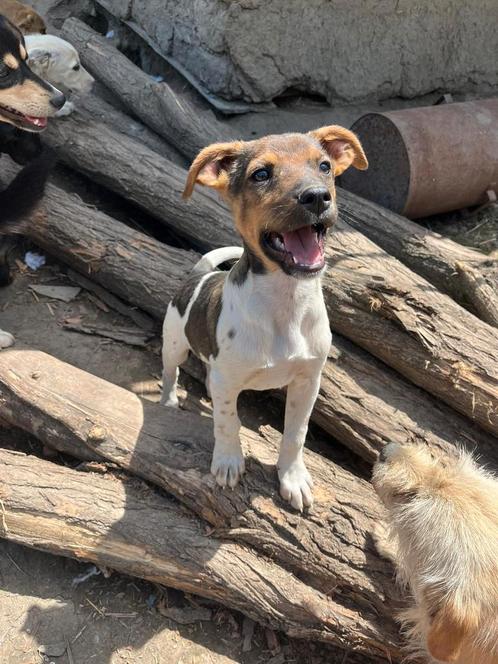 Knuffel pups zoeken baasje, Dieren en Toebehoren, Honden | Niet-rashonden, Middel, Meerdere dieren, Handelaar, Meerdere, Buitenland