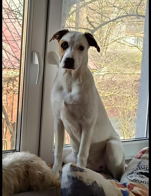 Biggy opnieuw ter adoptie, Dieren en Toebehoren, Honden | Niet-rashonden, Middel, Reu, Particulier, Eén hond, Buitenland, 15 weken tot 1 jaar