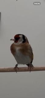 Parva putter man, Dieren en Toebehoren, Vogels | Overige Vogels, Mannelijk, Wildzangvogel, Geringd