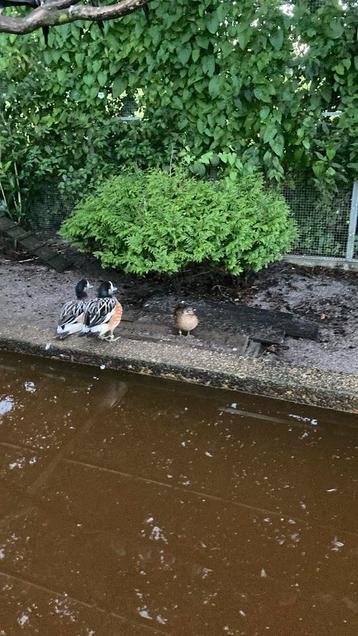 Baikel taling beschikbaar voor biedingen