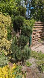 Hele mooie Cypress 180cm hoog, Tuin en Terras, Bloeit niet, Overige soorten, 100 tot 250 cm, Ophalen