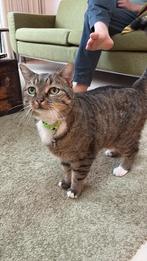 Kat zoekt liefdevol huis, Kater, Ontwormd