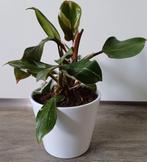 Mooie Philodendron White Knight in leuke witte sierpot., Ophalen, Overige soorten, In pot, Minder dan 100 cm