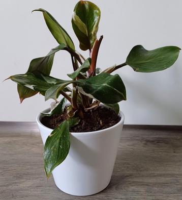 Mooie Philodendron White Knight in leuke witte sierpot.  beschikbaar voor biedingen