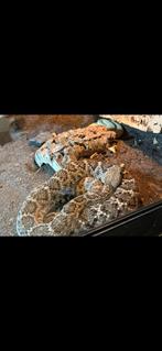 Volwassen koppel atroxen, Dieren en Toebehoren, Reptielen en Amfibieën, Slang, 3 tot 6 jaar