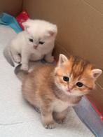 Britse Korthaar katten, Dieren en Toebehoren, Katten en Kittens | Overige Katten, Geslacht onbekend, Kortharig, 0 tot 2 jaar