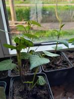 Zoete aardappel planten Molokai Improved (paars), Ophalen, Volle zon