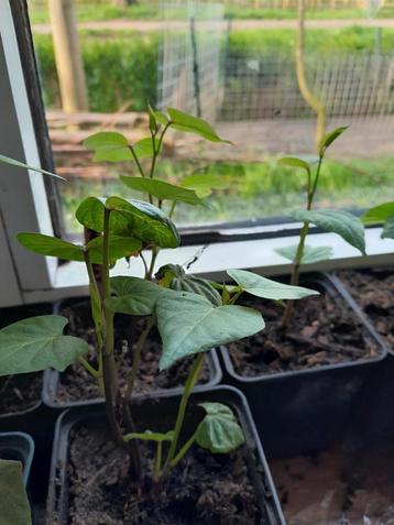 Zoete aardappel planten Molokai Improved (paars)
