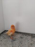 ( 4 )Te koop Oranje schimmel man van 2024, Dieren en Toebehoren, Vogels | Kanaries, Mannelijk, Kleurkanarie