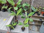 Musa acuminata grand nain originele chequitta banaan, Ophalen of Verzenden, Zomer, Overige soorten, Halfschaduw