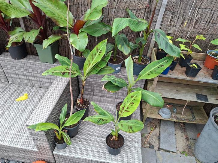 Musa acuminata grand nain originele chequitta banaan, Tuin en Terras, Planten | Tuinplanten, Overige soorten, Halfschaduw, Zomer