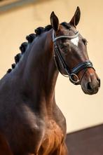 ⭐️ Top merrie van Global Player x De Niro ⭐ koop of lease, Hengst, 165 tot 170 cm, Dressuurpaard, 0 tot 2 jaar