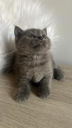 Britse korthaar kitten, Kater, Ontwormd