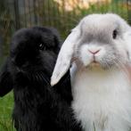 koppeltje hangoorkonijntjes te koop, Dieren en Toebehoren, Konijnen, Meerdere dieren, Dwerg, Hangoor, 0 tot 2 jaar