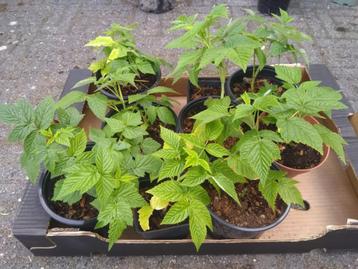 Gele framboos planten  beschikbaar voor biedingen
