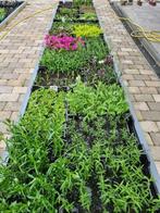 Vijverplanten, waterlelies, drijfplanten, Dieren en Toebehoren, Vissen | Aquaria en Toebehoren, Ophalen of Verzenden, Nieuw, Plant(en), Steen of Hout