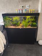 Juwel Rio 240 Aquarium, Dieren en Toebehoren, Vissen | Aquaria en Toebehoren, Ophalen, Zo goed als nieuw, Gevuld zoetwateraquarium