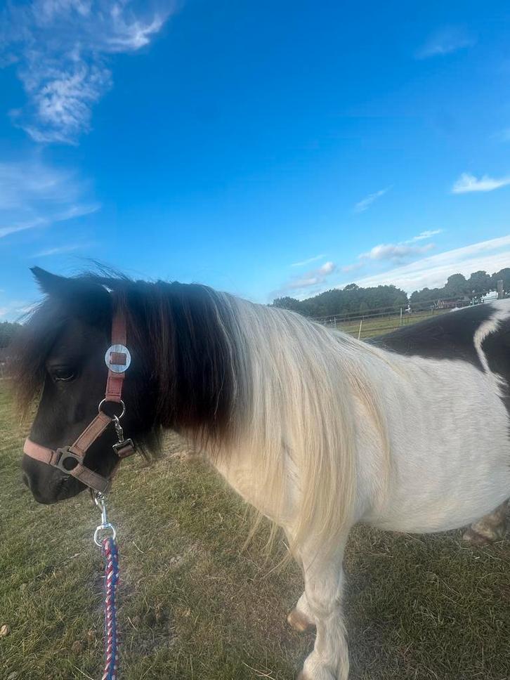 Zwartbonte NSPS merrie en NSPS Merrieveulen, Dieren en Toebehoren, Pony's, Merrie, 3 tot 6 jaar, Met stamboom, Gechipt, Ontwormd