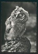 Ransuil, Ophalen of Verzenden, Ongelopen, Vogel